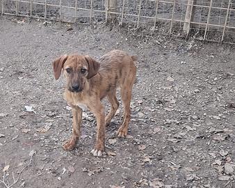 Cuccioli di segugio maremmano