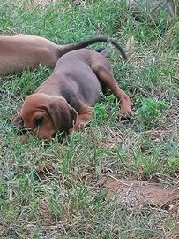 Cuccioli di segugio italiano