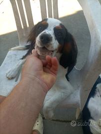 Cavalier king cuccioli