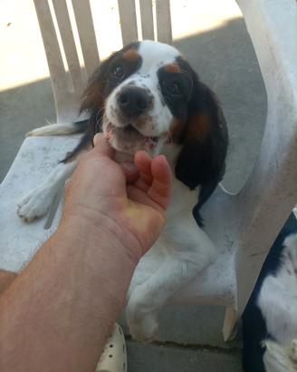 Cavalier king cuccioli