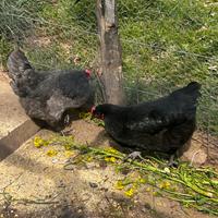 Tris australorp