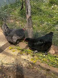 Tris australorp