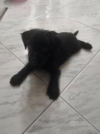 Cucciolo incrocio Yorkshire e Maltipo