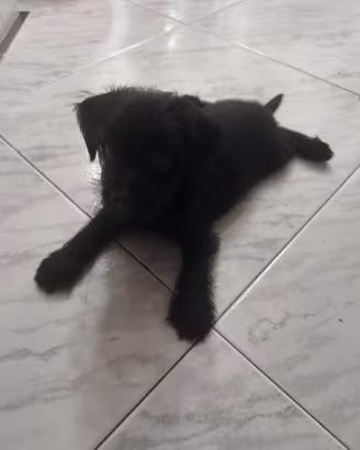Cucciolo incrocio Yorkshire e Maltipo