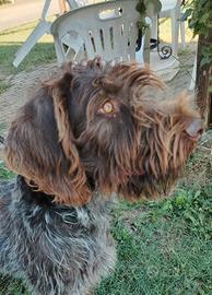 Drahthaar femmina cani da tartufi, cani da caccia