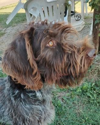 Drahthaar femmina cani da tartufi, cani da caccia