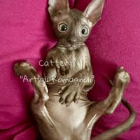 Cornish Rex