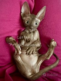 Cornish Rex