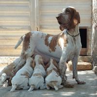 Cuccioli Bracco Italiano di Col Petrosa