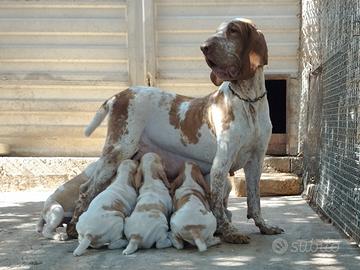Cuccioli Bracco Italiano di Col Petrosa