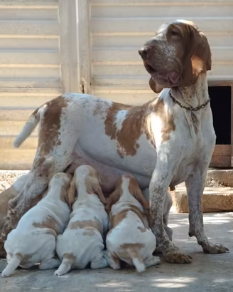 Cuccioli Bracco Italiano di Col Petrosa