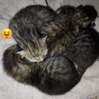 Gatti Europei