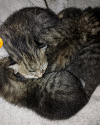 Gatti Europei