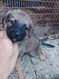 Cuccioli Pastore Belga