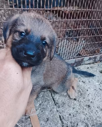 Cuccioli Pastore Belga