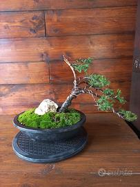 Bonsai di ginepro