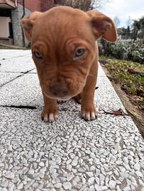 Pitbull Amstaf femmina