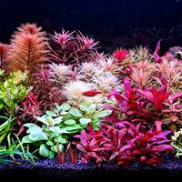 potature piante rare e facili