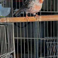 Canarino Agata rosso mosaico