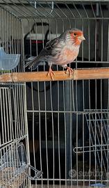 Canarino Agata rosso mosaico