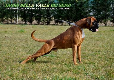 Boxer cuccioli
