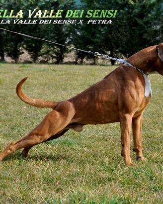 Boxer cuccioli