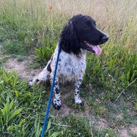 C.e.r.c.o femmina per fare una cucciolata