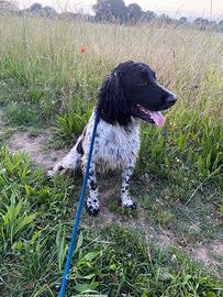 C.e.r.c.o femmina per fare una cucciolata