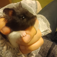 Criceti panda e dorati