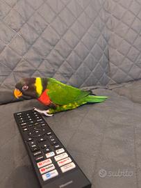 Lorichetto arcobaleno