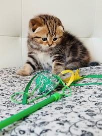 Scottish fold cuccioli