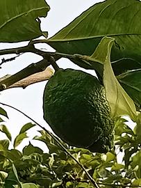 alberello di limone 4 stagioni pieno di limoni 