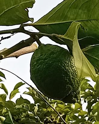 alberello di limone 4 stagioni pieno di limoni 