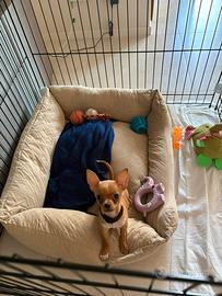 Piccolo chihuahua toy di appena tre mesi