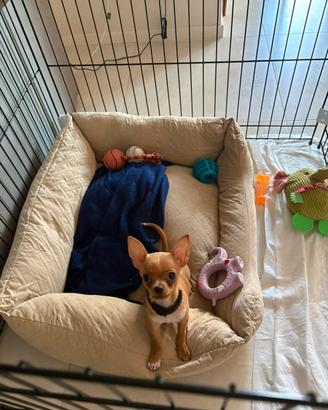 Piccolo chihuahua toy di appena tre mesi