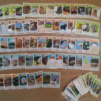 Card Figurine "Avventure Nella Notte" Coop/Legambi