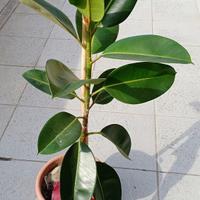 Ficus elastica