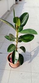 Ficus elastica