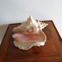 Grande conchiglia di strombo regina