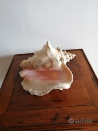 Grande conchiglia di strombo regina