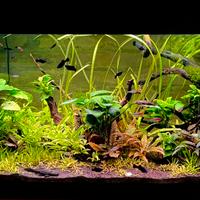 Lotto di pesci acqua dolce