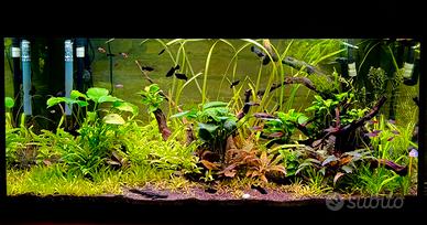 Lotto di pesci acqua dolce