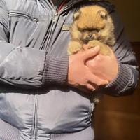 Super Pomerania arancio sable con Pedigree ENCI