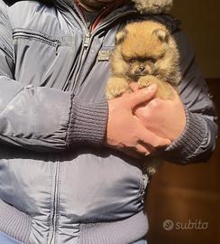 Super Pomerania arancio sable con Pedigree ENCI