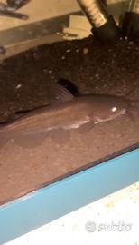 Pesce gatto