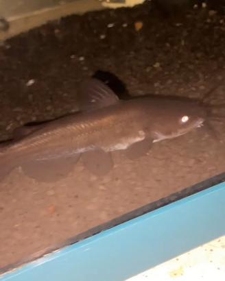 Pesce gatto