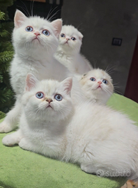 Cuccioli Scottish / British