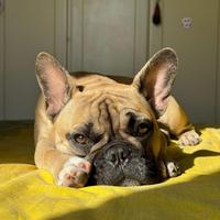 Maschio Bouledogue français per accoppiamento