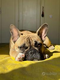 Maschio Bouledogue français per accoppiamento