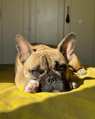 Maschio Bouledogue français per accoppiamento